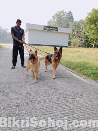 German shepherd